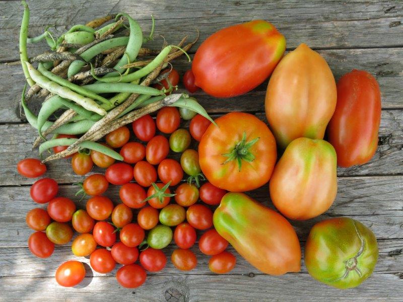 Solanum lycopersicum 2